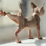 kater222rus@yandex.ru