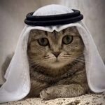 Cat_Mansur