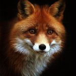 LONELY_FOX