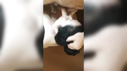 Сказал толстой бабе, чтоб хуй сосала